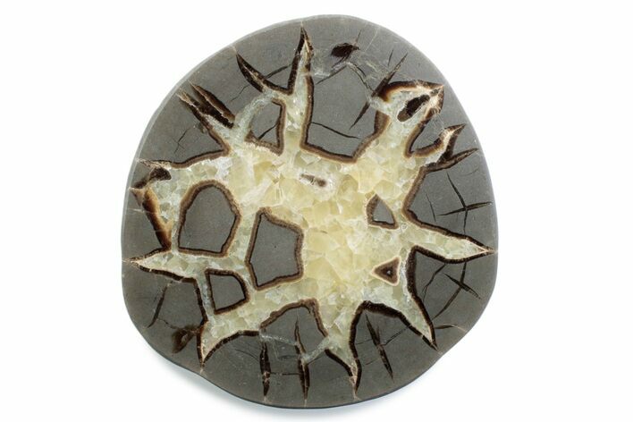 Polished Septarian Nodule Half - Utah #378435